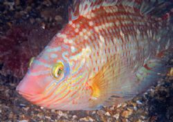 Corkwing wrasse.
Menai Straits - night dive last weekend... by Mark Thomas 